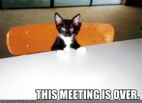 funny pictures kitten ends meeting2