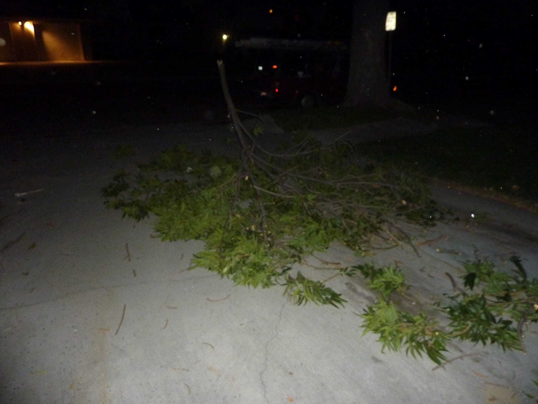 WTF Branch just fell-p1010485.jpg