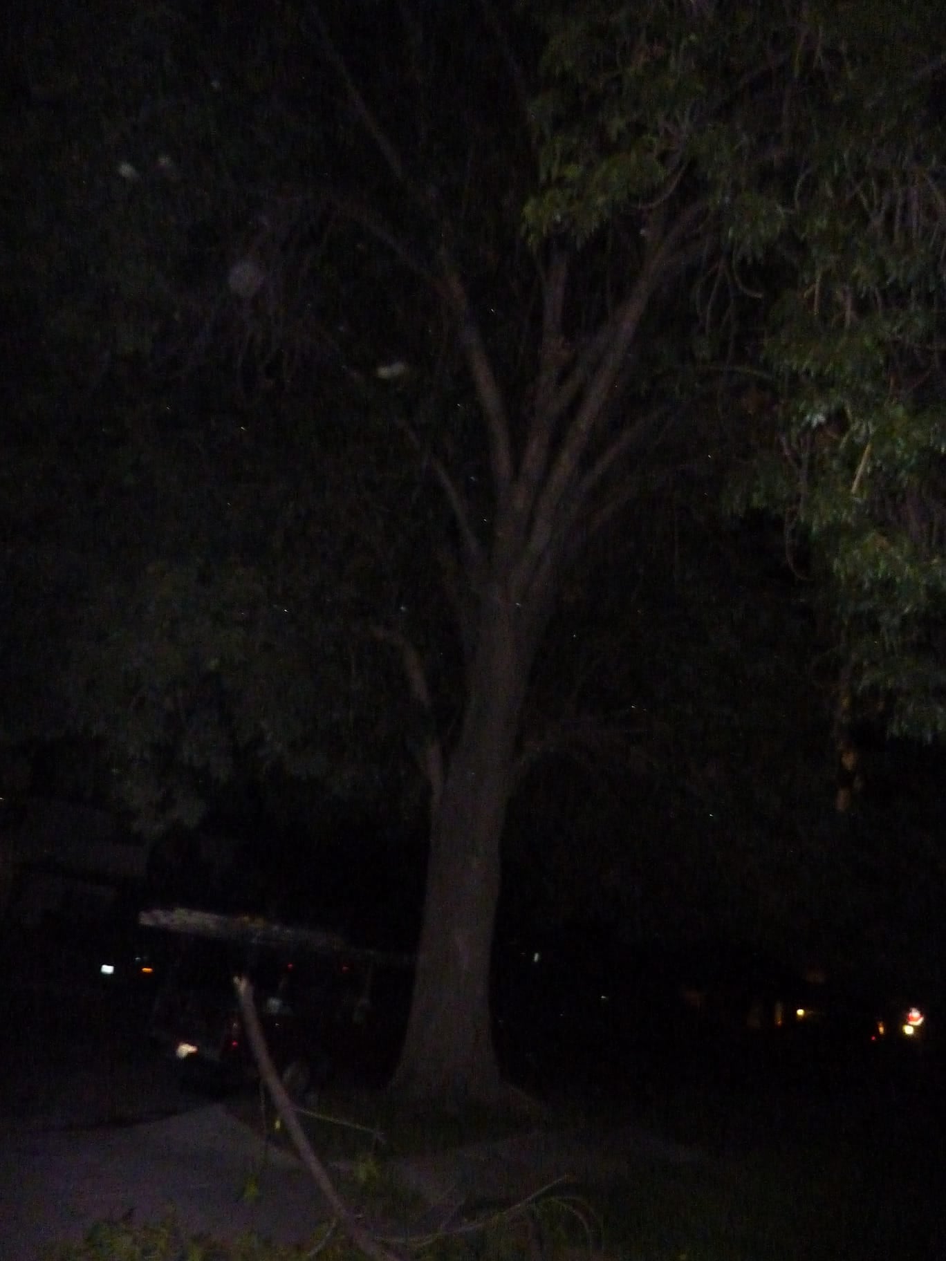 WTF Branch just fell-p1010486.jpg