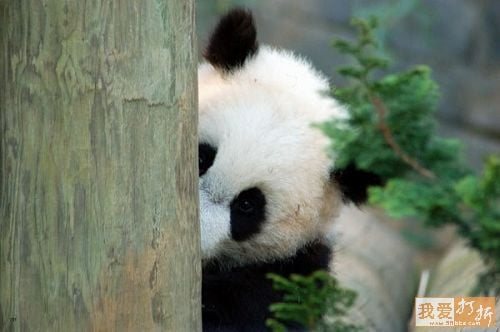 Name:  panda2.jpg  Views: 33  Size:  26.2 KB