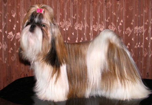 Name:  Shih-Tzu.jpg  Views: 15  Size:  50.2 KB