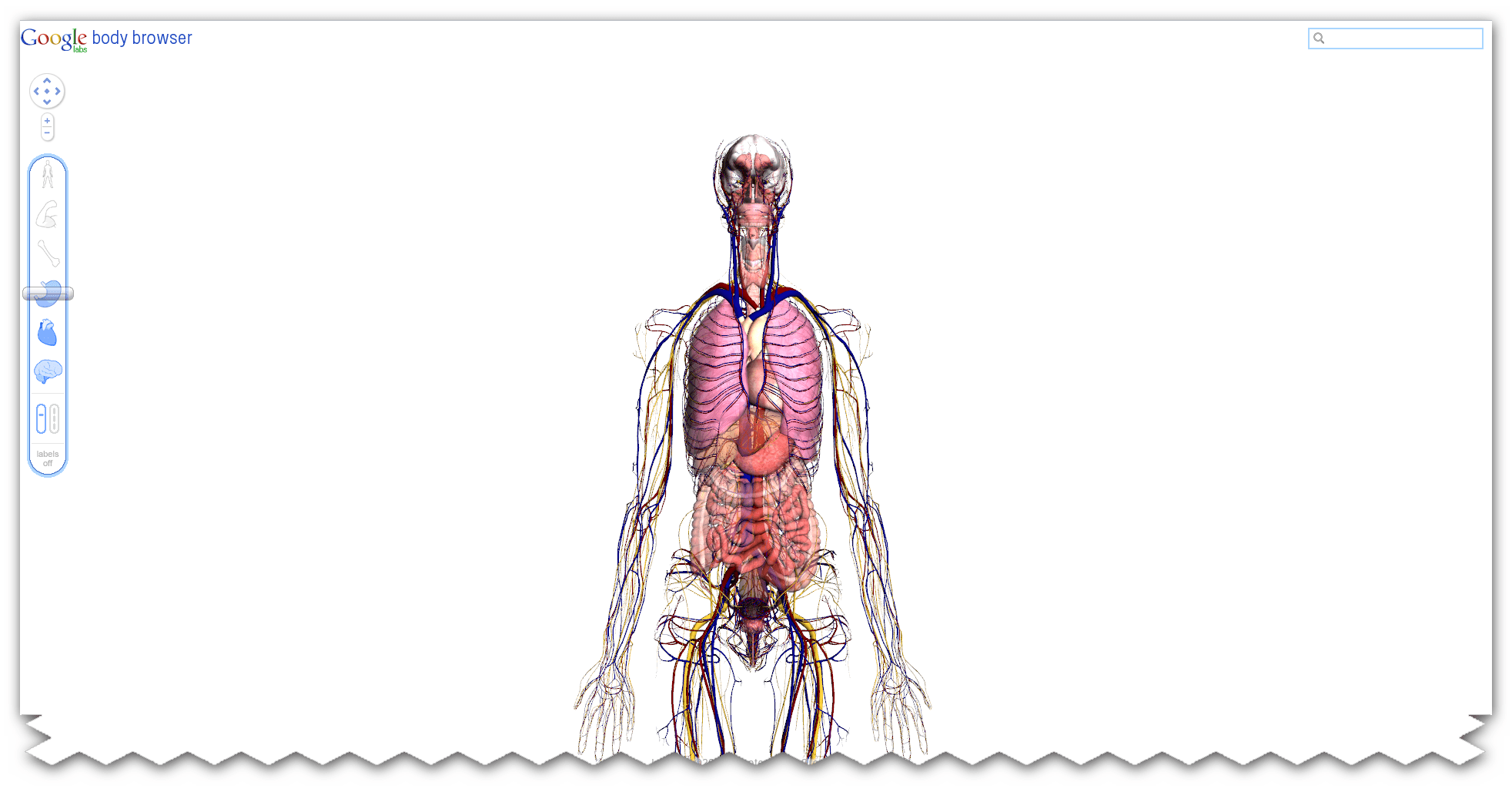 Google Body Browser-brys-snap-16-december-2010-23h39m37s.png