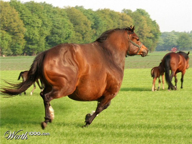 Name:  My FAT Horse.jpg  Views: 53  Size:  84.5 KB