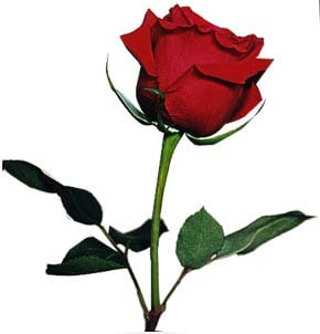 Name:  bgsingle_red_rose.jpg
Views: 49
Size:  11.2 KB