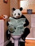 Name:  pandypotty.jpg  Views: 94  Size:  11.0 KB