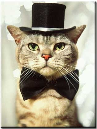 Name:  Cat-with-hat.jpg  Views: 39  Size:  24.5 KB