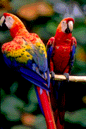Name:  Parrot bobbing.gif
Views: 23
Size:  18.2 KB