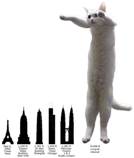 Exactly 9,000 posts in News forum-longcat4.jpg