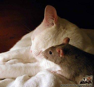 Most Users Online [2]-cat_n_mouse_image022.jpg