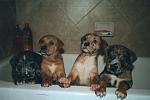 Our Catahoula foster puppies.  We got them when they were about 10 days old.