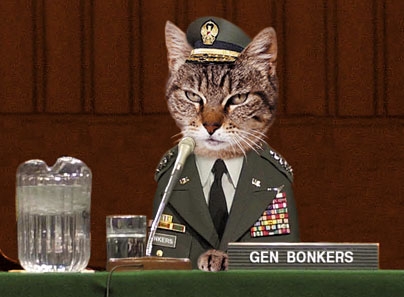 cat general