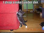 funny pictures kitten drops a nickel under couch