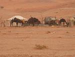 Camels in a camp outside Riyadh