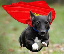 Internet Explorer 9 - Favorites snag-superdog.jpg