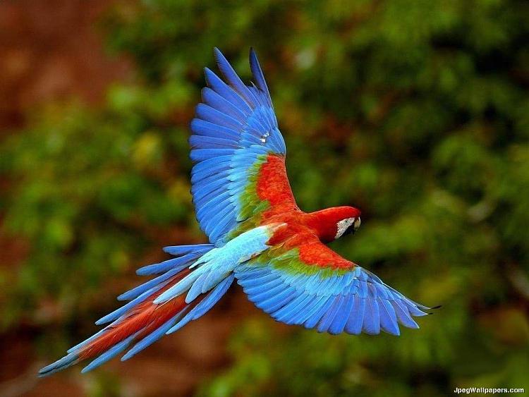 chrome and firefox-macaw-2-377250.jpeg