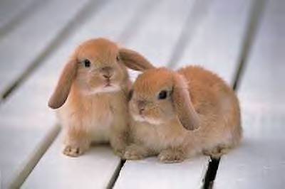 Jokes Thread 2-bunny-brown-cute-adorable.jpg
