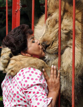 Picture Association-lion_kiss.jpg