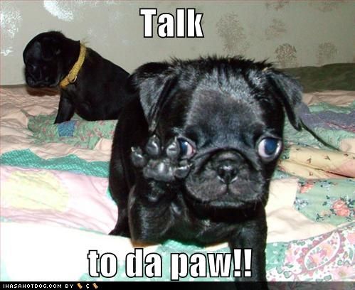 Its that time of year again...-funny-dog-pictures-talk-da-paw.jpg