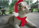 Christmas Avatars-holidoggie.png