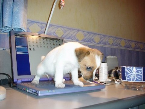 Problem with Laptop-laptom-dog.jpg