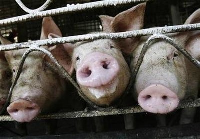 Snouts in the Trough-snouts.jpg