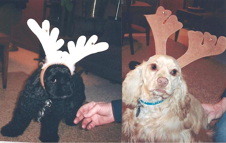 Merry Christmas everyone-reindogs-2-001.jpg