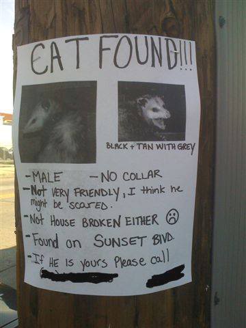 Funny and Geeky Cool Pics-cat20foundcf2.jpg