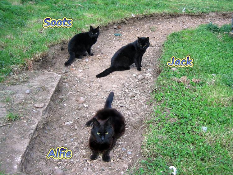 Show us your cats-3black.jpg