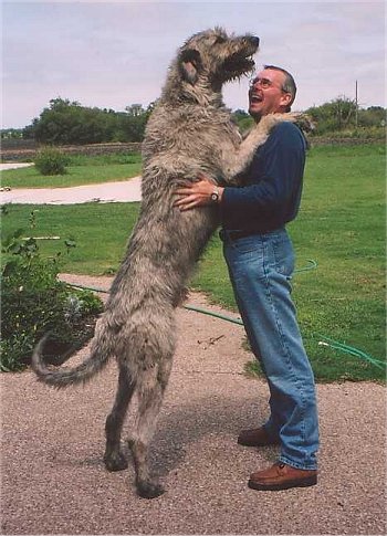show us your dog-me-wolfy.jpg