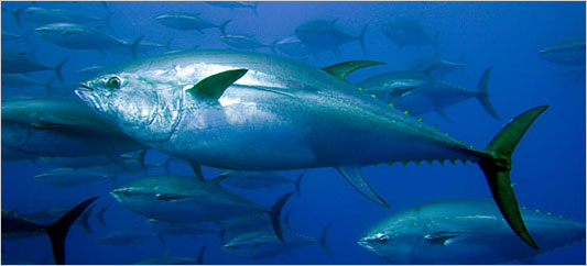 Wotzdisden [2]-fish.jpg
