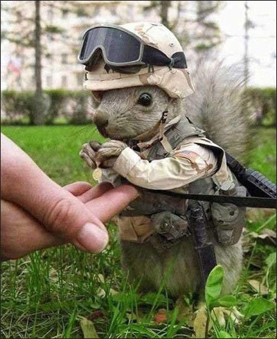 Funny and Geeky Cool Pics-weirdsquirrelsoldierkp2.jpg