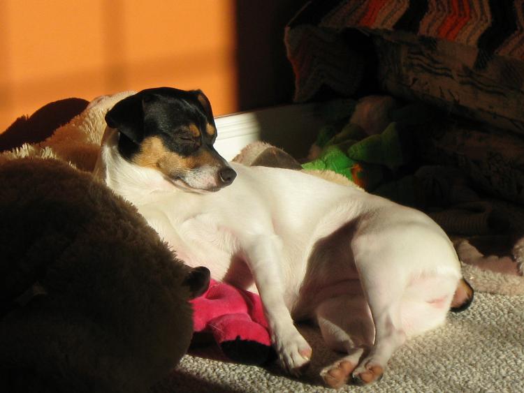 show us your dog-zoeysunning.jpg