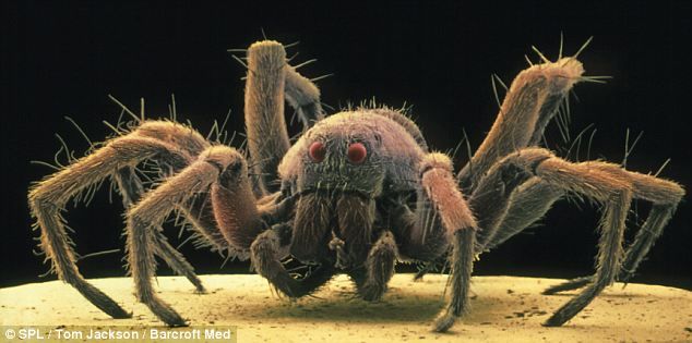 Incredible Pics Thread-common-house-spider.jpg