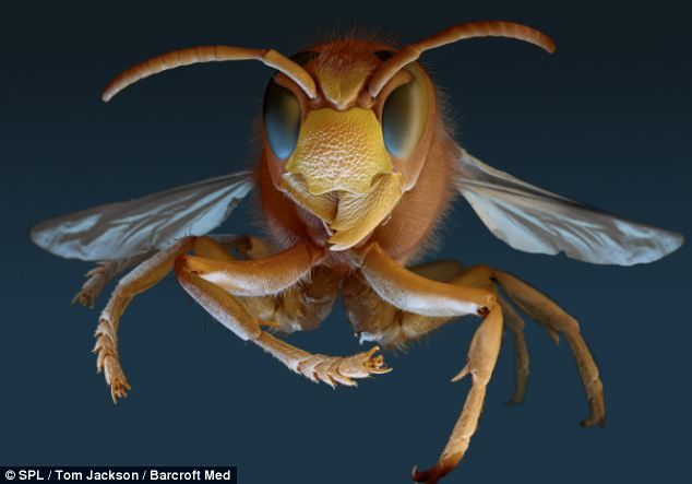 Incredible Pics Thread-european-hornet.jpg