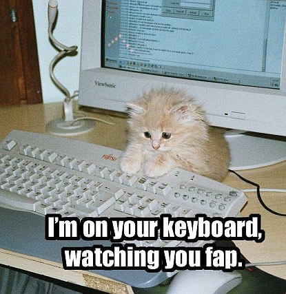 Funny and Geeky Cool Pics [2]-funny_cat_pictures_pc_4.jpg