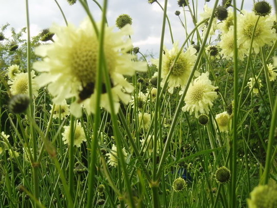 any gardeners here?-giant_scabious.jpg