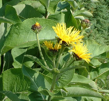 any gardeners here?-inula-helenium-3.jpg