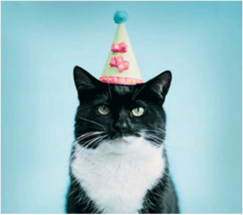 Happy Birthday Joan Archer-birthday-cat.jpg