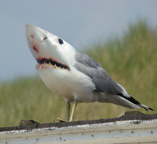 Funny and Geeky Cool Pics [2]-281_shark_seagull.jpg