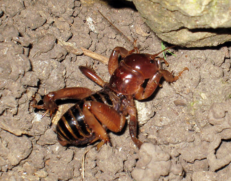 My wife freaked out!!-dark-jerusalem-cricket.png