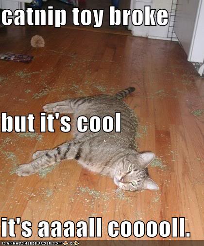 Funny and Geeky Cool Pics [2]-funny-pictures-catnip-toy-broke.jpg