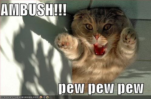 Funny and Geeky Cool Pics-funny-pictures-ambush-cat.jpg