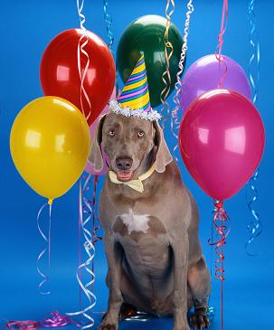 Happy Birthday to Pooch!-party-dog-303x365.jpg