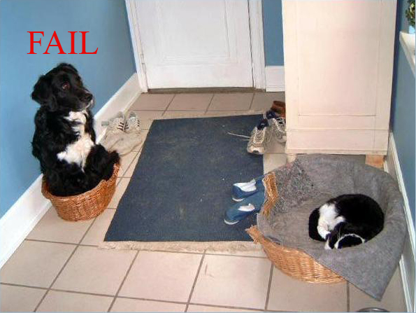 Funny and Geeky Cool Pics-dogbasketfail.jpg