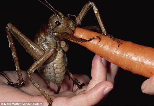 In the news : That's One Big Bug.-article-2068547-0f02aa4600000578-402_634x436.jpg