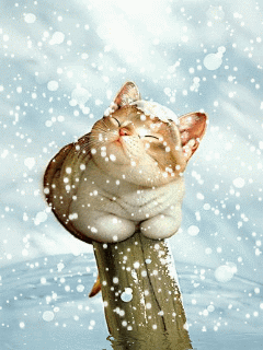 Google with snow !-animated-snow-cute-cat.gif
