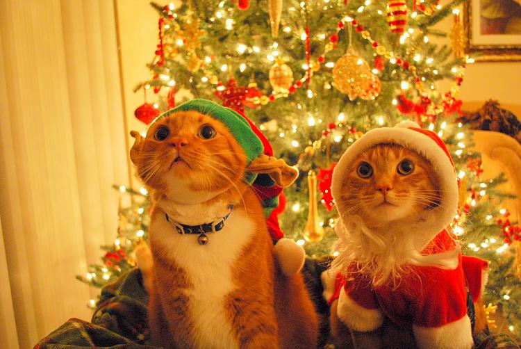 How about Forum Christmas decorations?-christmas-cats.jpg