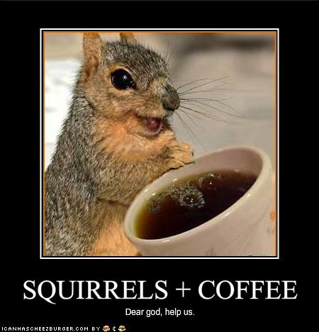 Funny and Geeky Cool Pics-funny-pictures-squirrels-have-discovered-coffee.jpg