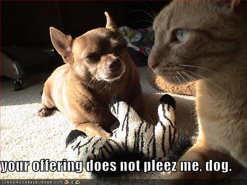 Funny and Geeky Cool Pics-funny-pictures-cat-not-pleased-dogs-offering.jpg