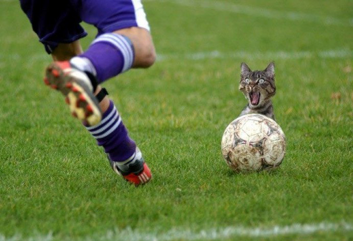 Funny and Geeky Cool Pics-football-funny-cat-3539.jpg